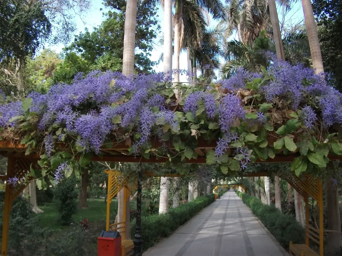 A flowering pergola walkway in the Aswan Botanical Garden on Kitchener's Island, a Nile cruise felucca stop